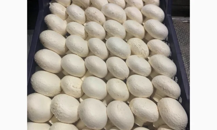 Шампіньйони, печериці, гриби. Оптом, Самовивіз - фото № 3