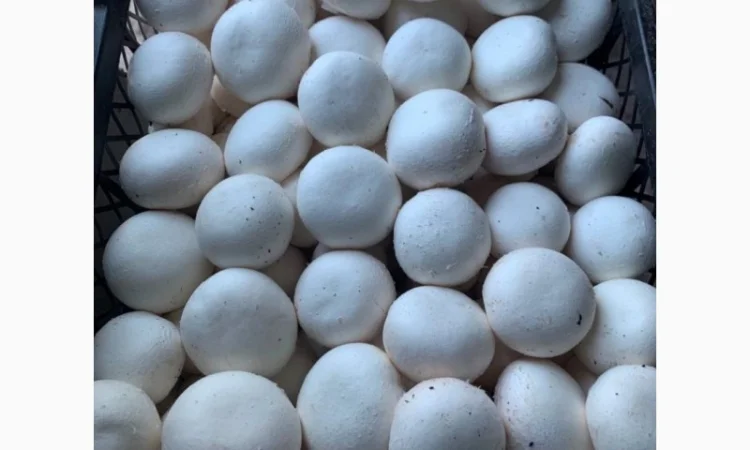 Шампіньйони, печериці-гриби. Оптом-самовивіз - фото № 1