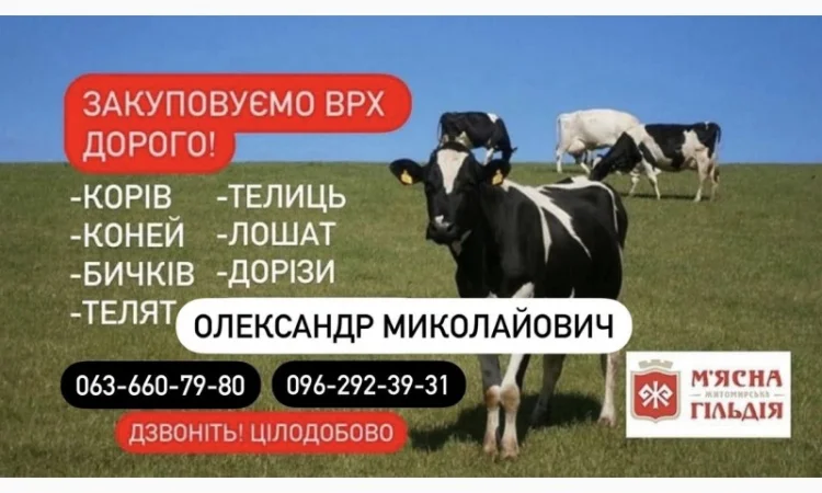 Житомирський мʼясокомбінат закуповує худобу коні телята ДОРОГО - фото № 1