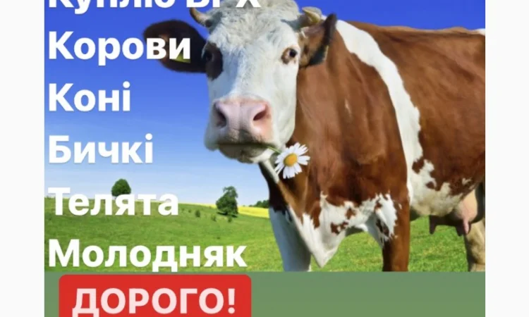 Покупка ВРХ и лошадей в Киеве и Житомирской области - фото № 1