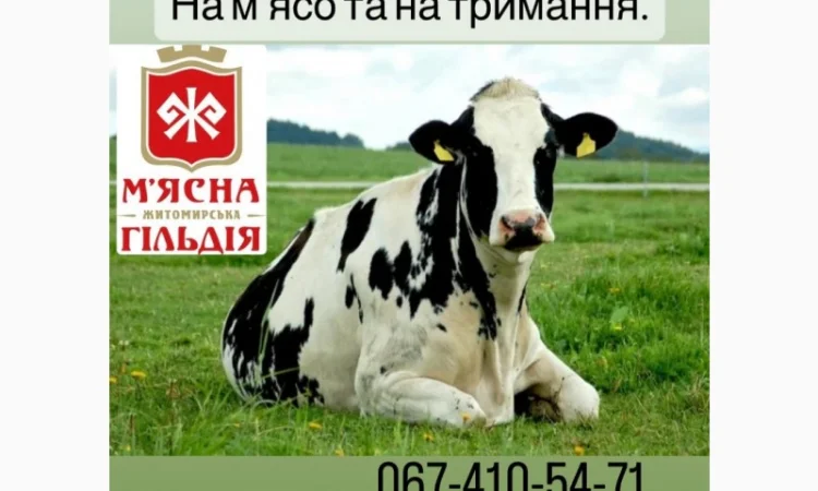 Закуповуємо ВРХ, Корів, Коней, Бичків. На м'ясо та на тримання. Дзвоніть ЦІЛОДОБОВО - фото № 1