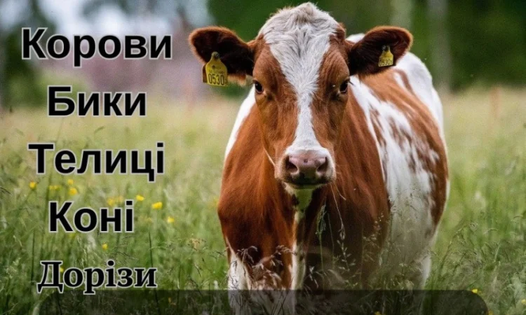 Закуповуємо ВРХ (корови, бики - фото № 1