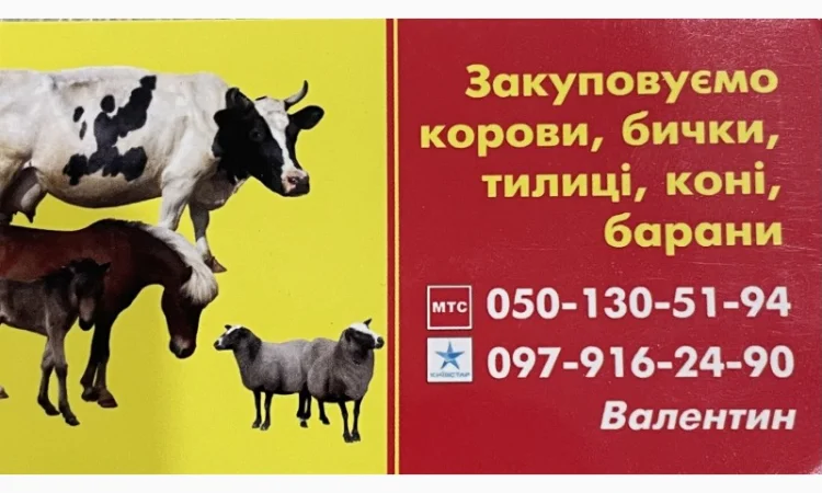 Закуповуємо ВРХ. Корови. Бички. Телиці. Коні - фото № 1