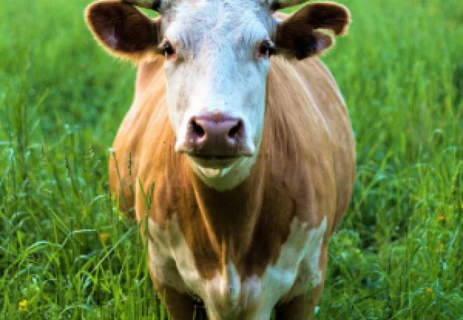 Куплю корову, телицу, коня или бычка - фото № 1