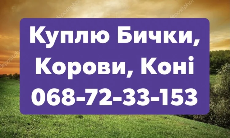 Заготівля Худоби (Тиврів, Жмеринка, Літин, Хмільник - фото № 1