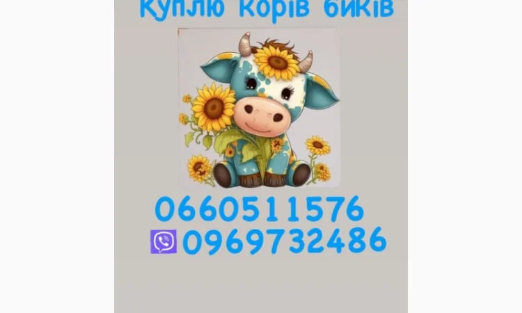 Купую корів та биків - фото № 1