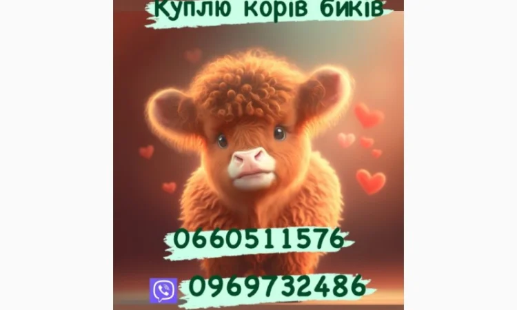 Куплю коней жеребців та кобил корів бичків - фото № 1