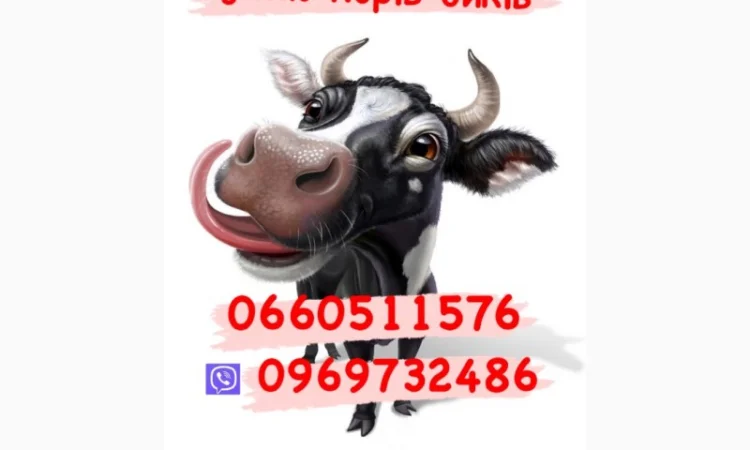 Куплю коров и телят дорого - фото № 1