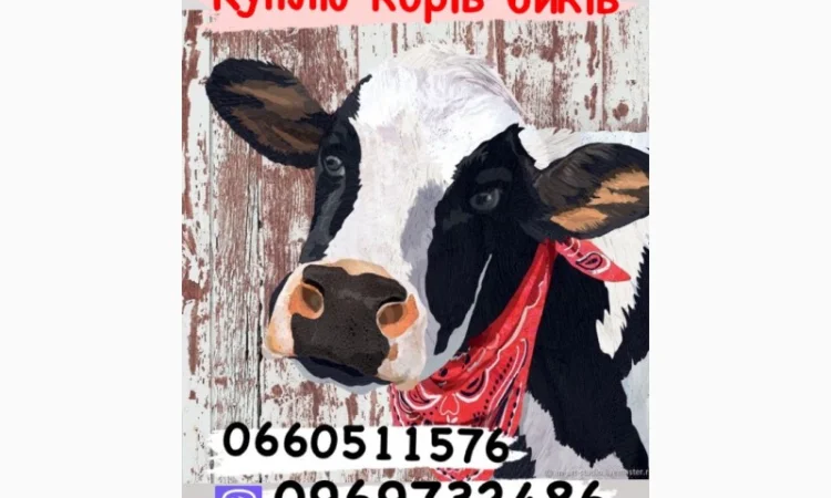 Куплю коров, свиней, быков и баранов - фото № 1