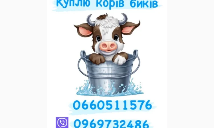 Куплю телят, коров, быков и лошадей - фото № 1