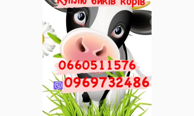 Куплю лошадей и коров оптом - фото № 1