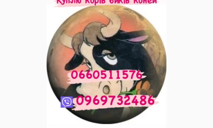 Куплю биків, поросят, свиней та свиноматок - фото № 1