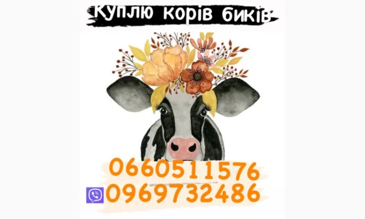 Куплю бычков и баранов - фото № 1