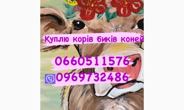Куплю на м’ясо биків любої вагової категорії - фото № 1