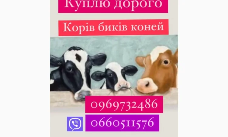 Купую биків, корів та коней - фото № 1