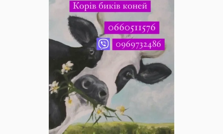 Купую корів, телят, биків, баранів та коней дорого - фото № 1