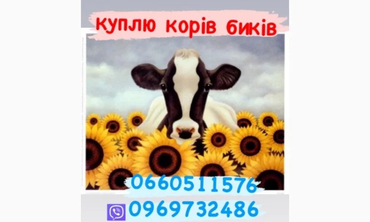 Куплю биків телят молодняк коров - фото № 1
