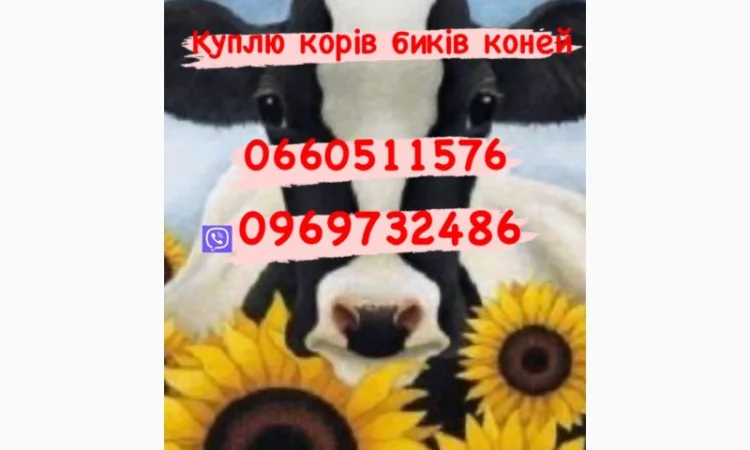 Покупаем коров, быков и баранов живым весом - фото № 1