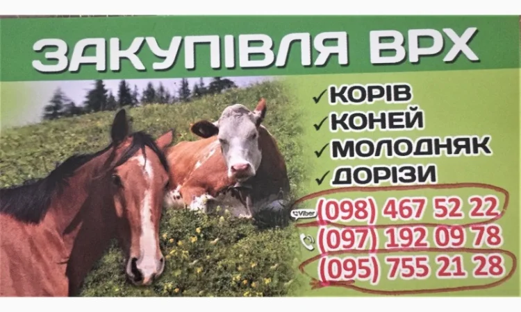 Куплю ВРХ (КОРОВЫ, БЫКИ, ЛОШАДИ) Живым весом, Житомир, Житомирская обл - фото № 1