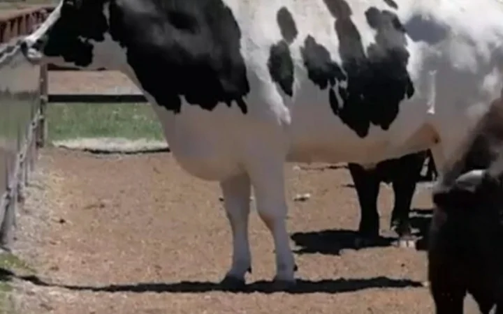 Купляємо : ВРХ, Корови, Телиці, Бички, Коні, Талята на мясо на Тримання - фото № 1