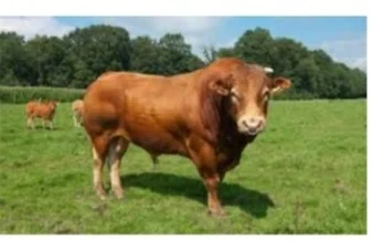 Купляємо : ВРХ, Корови, Телиці, Бички, Коні, Талята на мясо на Тримання - фото № 2