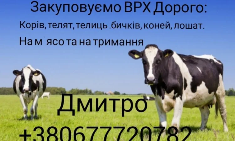 Купляємо : ВРХ, Корови, Телиці, Бички, Коні, Талята на мясо на Тримання - фото № 4