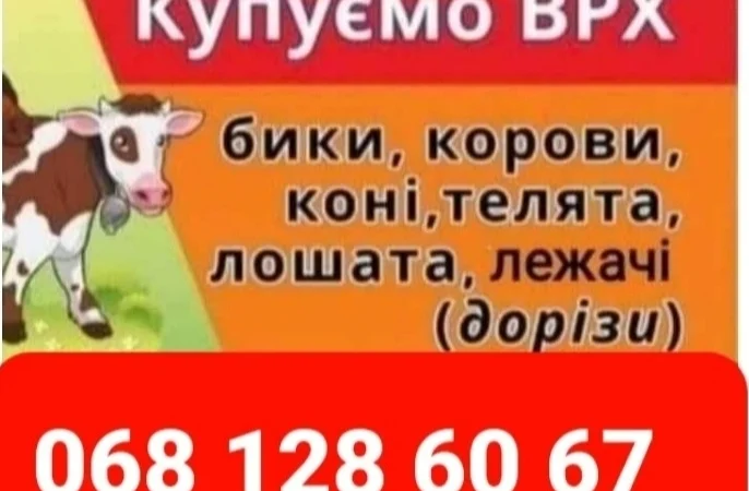 Врх, Корів, Коней, Лошат, Бичків, Телята На Мясо Та На Тримання, Корів, Коней, Лошат, Б - фото № 1