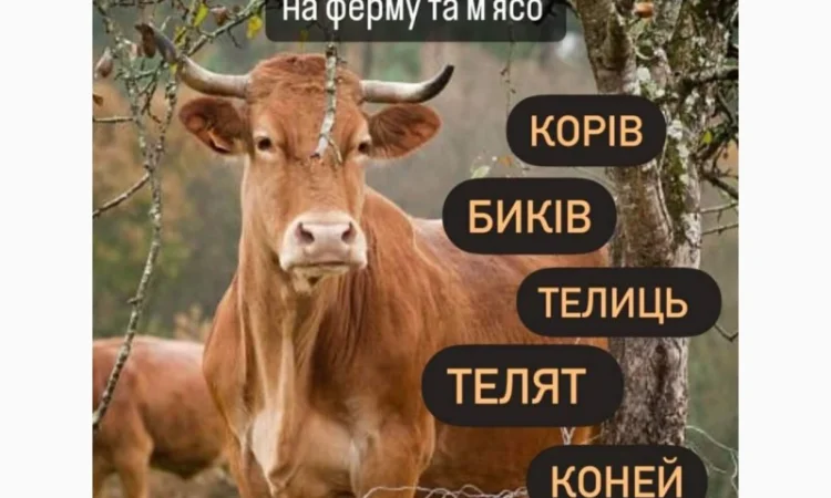 Корови коні - фото № 1