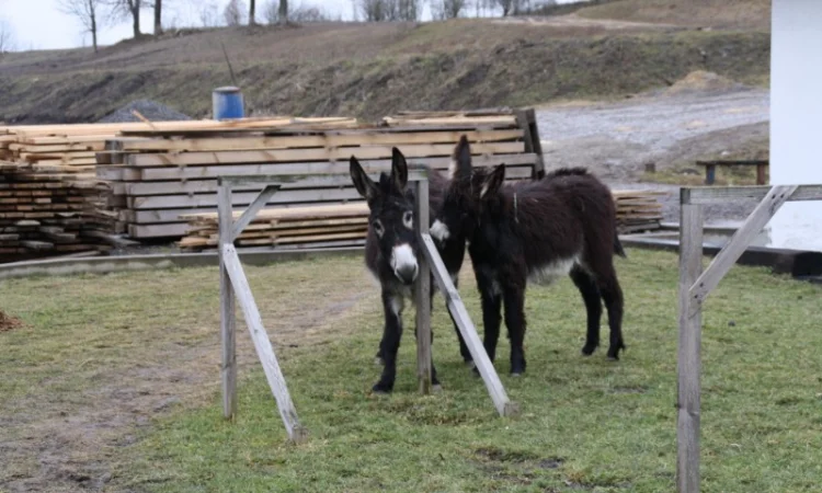 Продаются віслюки - фото № 1