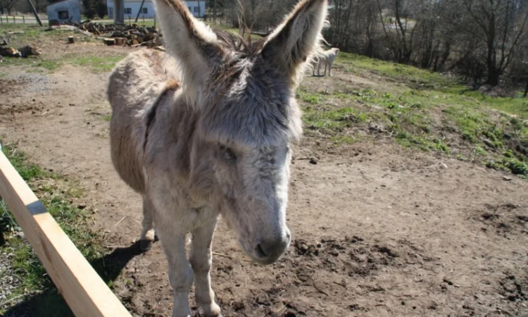 Продаются віслюки - фото № 2