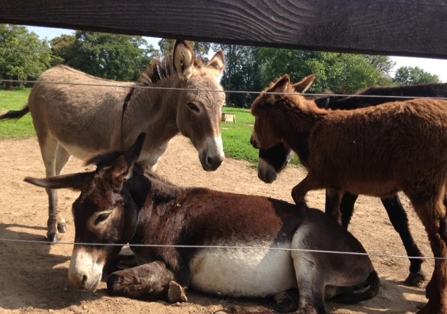 Продаются віслюки - фото № 3