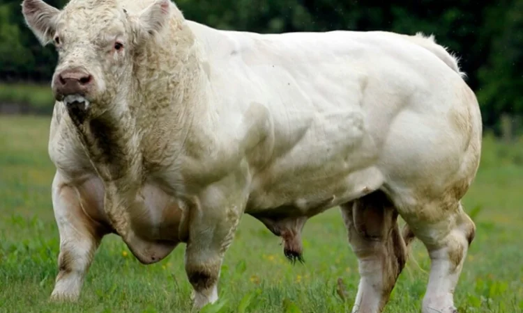 Закупаем молодняк КРС, быков и коров - фото № 1