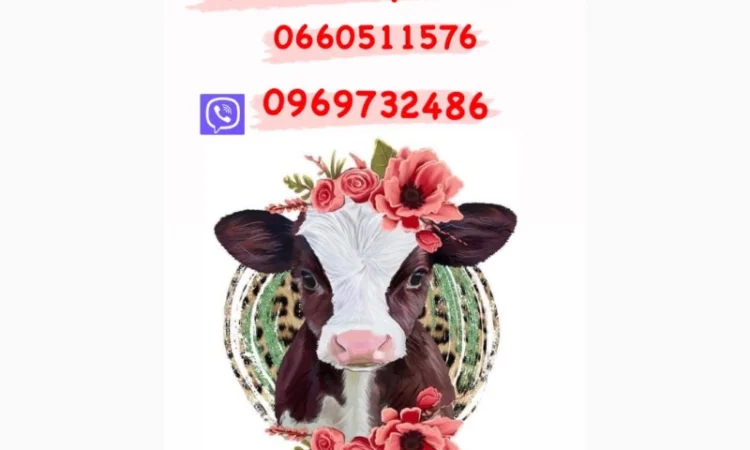 Купимо корів коней бичків - фото № 1