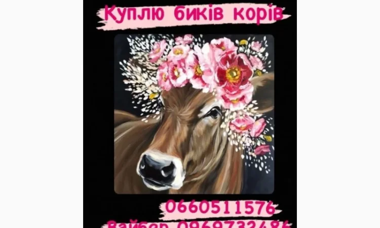 Закупівля биків, телят та поросят - фото № 1