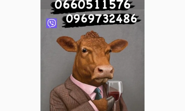 Проводимо закупку гавядини овець баранів ярок - фото № 1