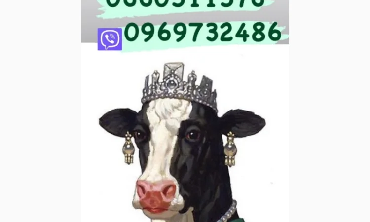 Цех закупит коров Быков баранов любой породы ярок!!! цена высокая - фото № 1