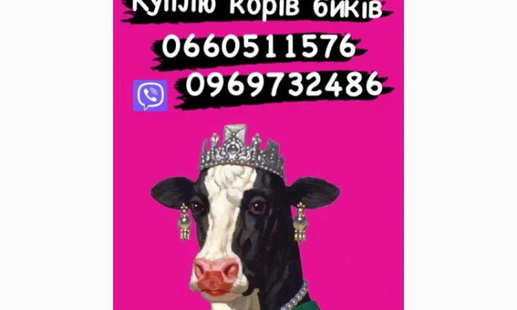 Коні Куплю коней кобил лошаків! ціна висока - фото № 1