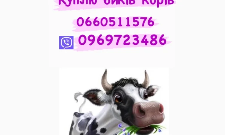 Купимо дорого свинину та гавядину - фото № 1