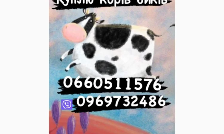 Закупка биків свиней поросят - фото № 1