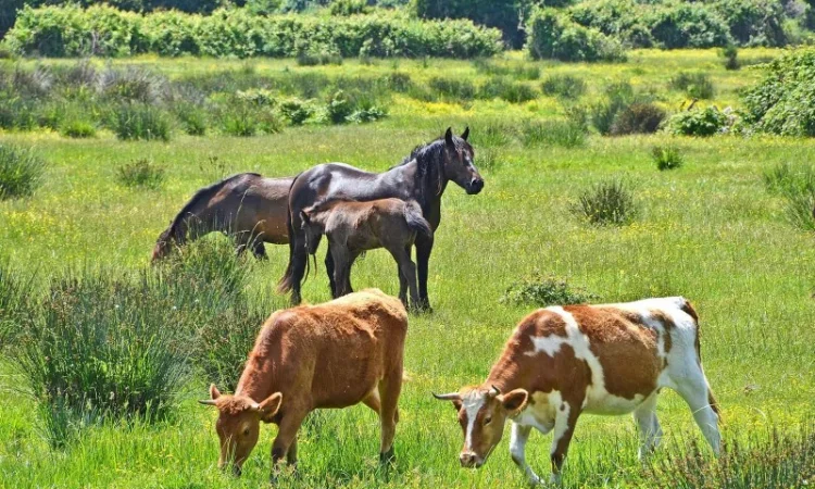 Купуємо корів, коней, телят, лошат та ВРХ. ДОРОГО - фото № 1