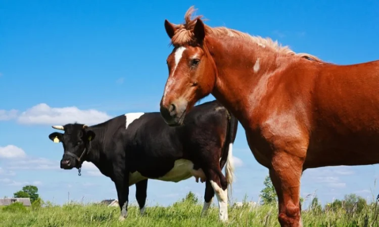 Купуемо корів, коней, телят, лошат та ВРХ. ДОРОГО - фото № 1