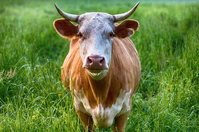 Куплю дорого корів та телят, коней та лошат - фото № 1