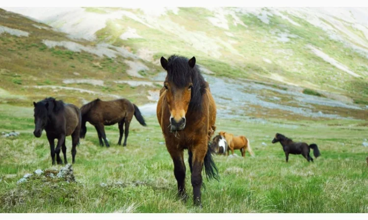 Дуже дорого купуємо корів, коней, телят, лошат та ВРХ - фото № 1