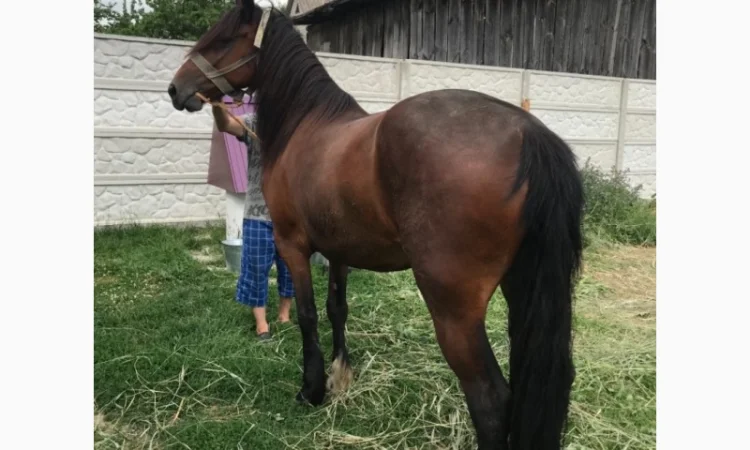 Продаж ВРХ, коней, бичків, телиць - фото № 1