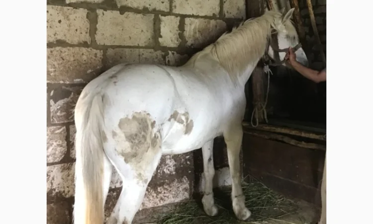 Продаж ВРХ, коней, бичків, телиць - фото № 2