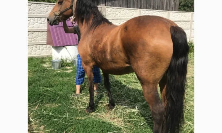 Продаж ВРХ, коней, бичків, телиць - фото № 3