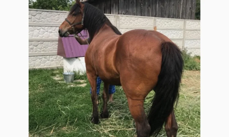 Продаж ВРХ, коней, бичків, телиць - фото № 4