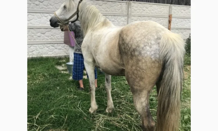 Продаж ВРХ, коней, бичків, телиць - фото № 5