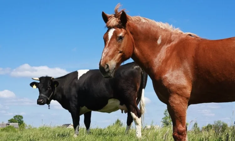 Куплю коней коров, бычков на мясо - фото № 1