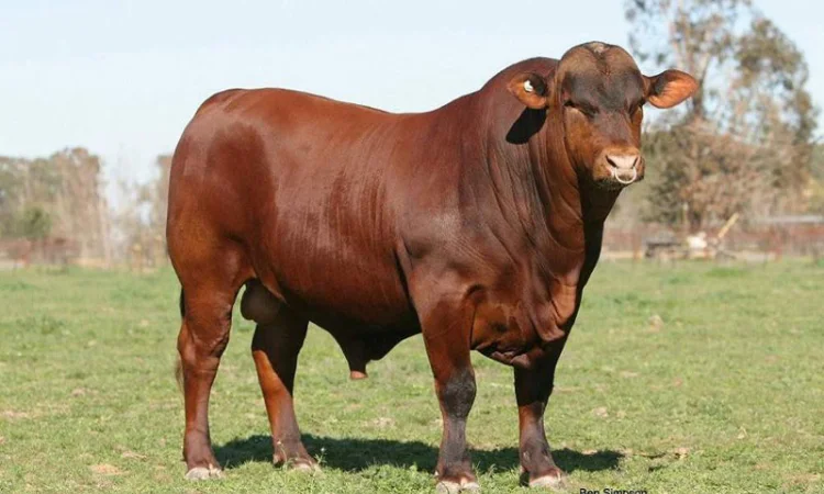 Быки, молодняк КРС, коровы - фото № 1